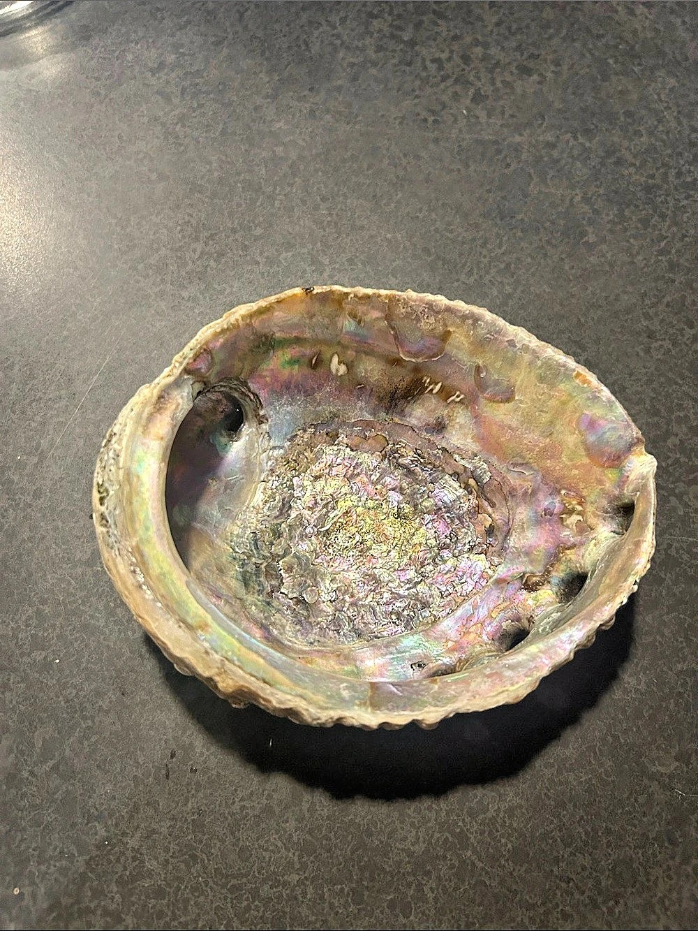 Iridescent Abalone Shell Decor - Picture 5 of 7